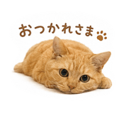 845635085