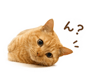 845635094