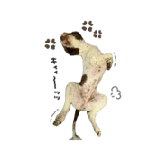 845646207