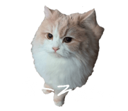 845647506