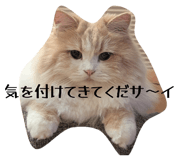 845647513
