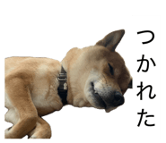 845647793