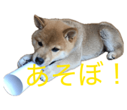845647795