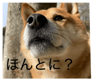 845647799