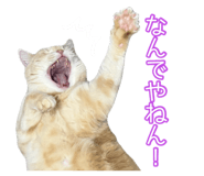 845684260
