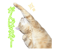 845684262