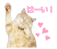 845684268