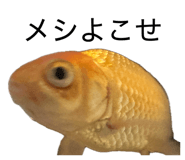 845684387