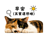 845686834