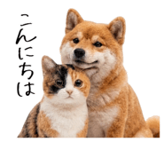 845704954