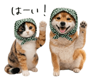845704956