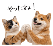845704978