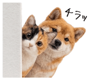 845704980