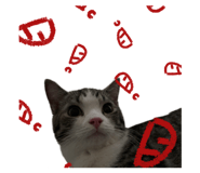 845706554