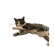 845706555