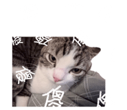 845706556