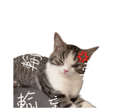 845706560