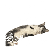 845706568