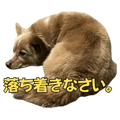 845718620