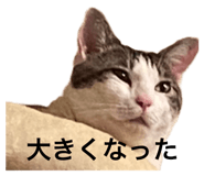 845733872