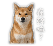 845742556