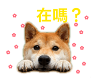 845743898