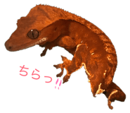 845747429