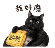 845757729