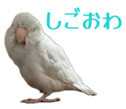 845771113