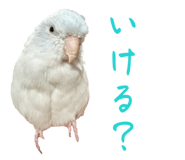 845771127