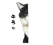 845796899