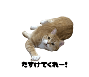 845797224