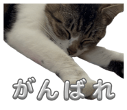845803116