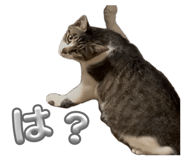 845803117
