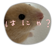 845804668