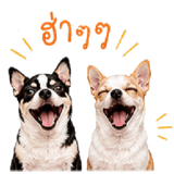 845815284