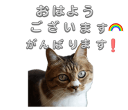 845815620