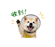 845816100
