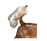 845817739