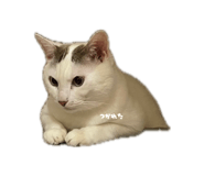 845817741