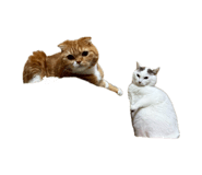 845817757