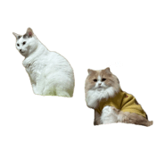 845817761