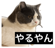 845817981