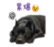 845820806