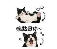 845825181