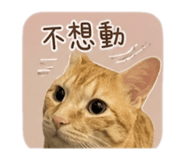 845825994