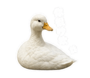 845826837