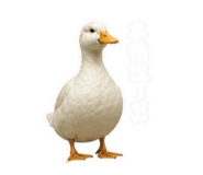 845826842