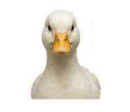 845826848