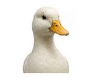 845826852